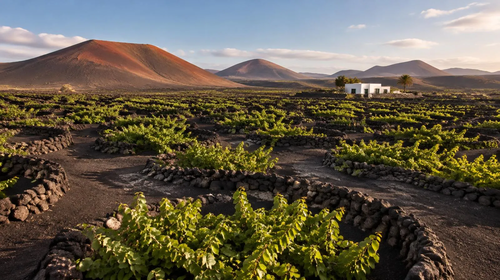 Weinreben in Mulden aus Vulkanasche mit Steinmauern auf Lanzarote